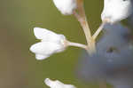 Buckwheat tree <BR>Black titi